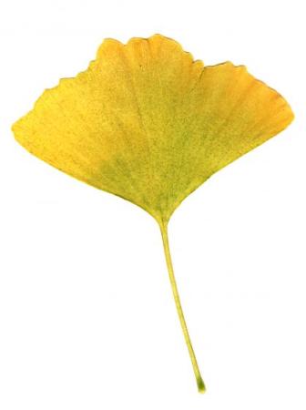 Jinan dvoulaločný (Ginkgo biloba L.)