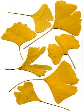 Jinan dvoulaločný (Ginkgo biloba L.)