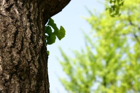 Jinan dvoulaločný (Ginkgo biloba L.)