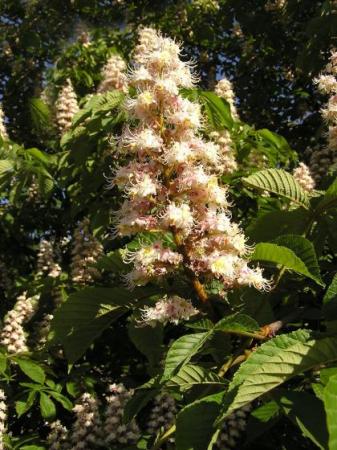 Kaštan - Jírovec maďal (Aesculus Hippocastanum L.)