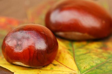 Kaštan - Jírovec maďal (Aesculus Hippocastanum L.)