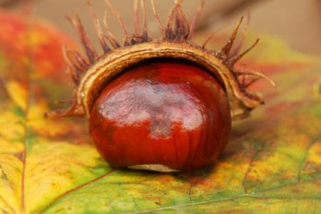 Kaštan - Jírovec maďal (Aesculus Hippocastanum L.)