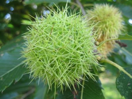 Kaštan - Jírovec maďal (Aesculus Hippocastanum L.)