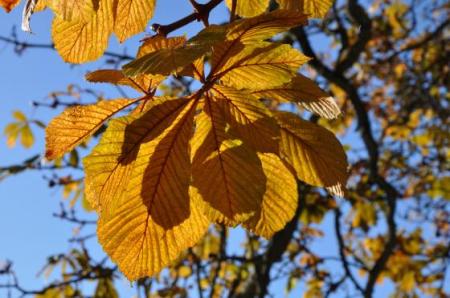 Kaštan - Jírovec maďal (Aesculus Hippocastanum L.)