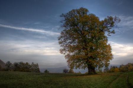 Kaštan - Jírovec maďal (Aesculus Hippocastanum L.)