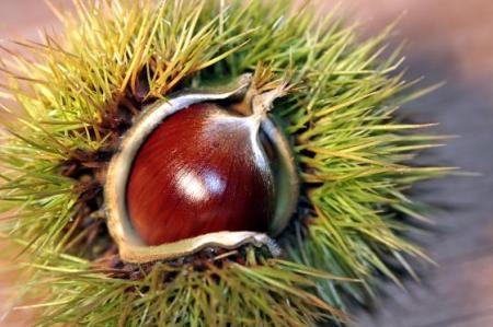 Kaštan - Jírovec maďal (Aesculus Hippocastanum L.)