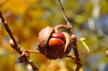 Kaštan - Jírovec maďal (Aesculus Hippocastanum L.)