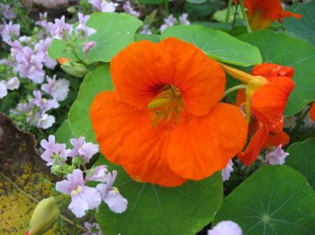 Lichořeřišnice větší (Tropaeolum majus L.)