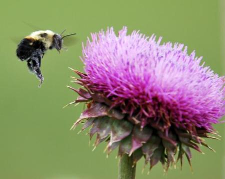 Ostropestřec mariánský (Silybum Marianum L.)