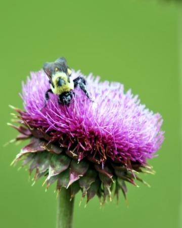 Ostropestřec mariánský (Silybum Marianum L.)