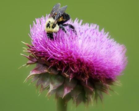 Ostropestřec mariánský (Silybum Marianum L.)