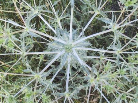 Ostropestřec mariánský (Silybum Marianum L.)