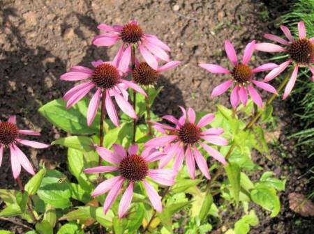 Třapatka nachová, Třapatkovka nachová - (Echinacea Purpurea L.)