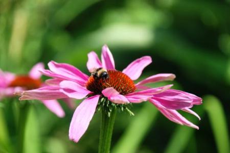 Třapatka nachová, Třapatkovka nachová - (Echinacea Purpurea L.)