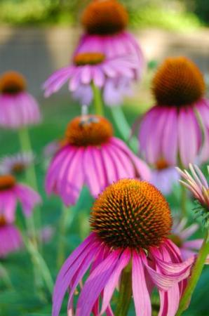 Třapatka nachová, Třapatkovka nachová - (Echinacea Purpurea L.)