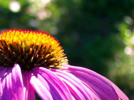 Třapatka nachová, Třapatkovka nachová - (Echinacea Purpurea L.)