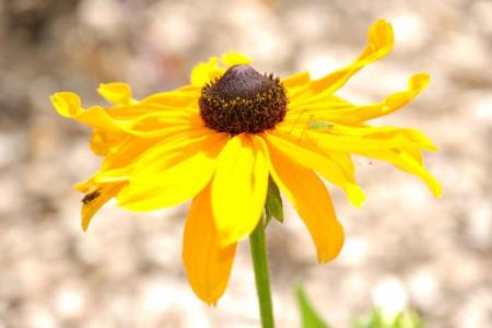 Třapatka nachová, Třapatkovka nachová - (Echinacea Purpurea L.)