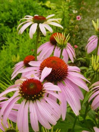 Třapatka nachová, Třapatkovka nachová - (Echinacea Purpurea L.)