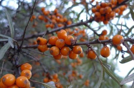 Rakytník řešetlákový (Hippophae rhamnoides L.)