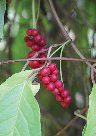 Schizandra – Klanopraška čínská (Schizandra chinensis Turcz.)