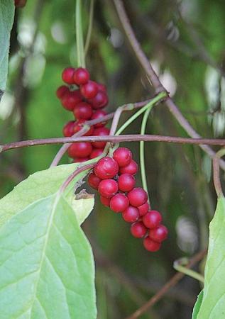 Schizandra – Klanopraška čínská (Schizandra Chinensis Turcz.)