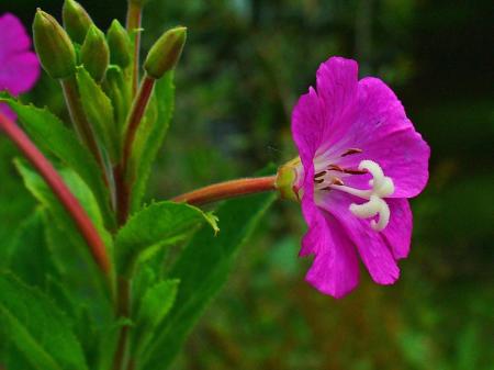 Vrbovka (Epilobium sp)