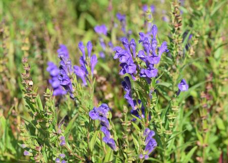 Šišák bajkalský (Scutellaria Baicalensis L.)