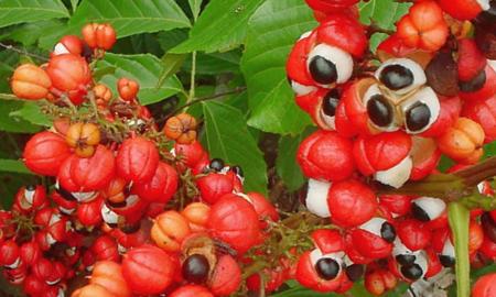 Guarana – Paulinie Nápojná (Paullinia Cupana L.)