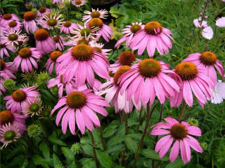 Třapatka nachová, Třapatkovka nachová - (Echinacea Purpurea L.)