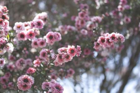 Manuka – Balmín košťatý (Leptospermum scoparium J.R. Forst & G. Forst)