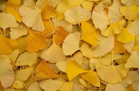Jinan dvoulaločný (Ginkgo biloba L.) Jinan dvoulaločný (Ginkgo biloba L.)