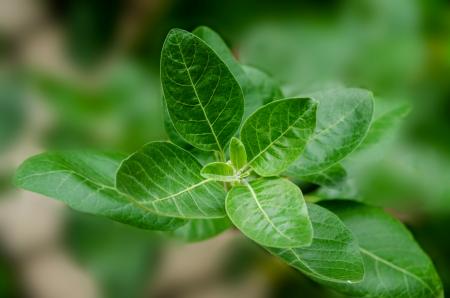 Ashwagandha (Withania somnifera)