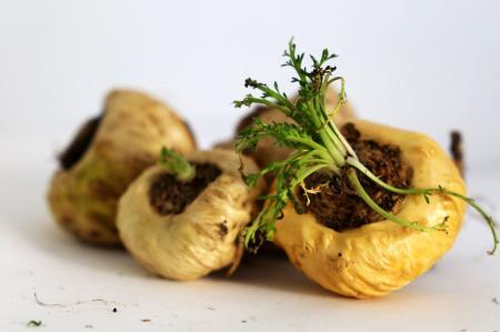 Maca – Řeřicha peruánská (Lepidium meyenii)