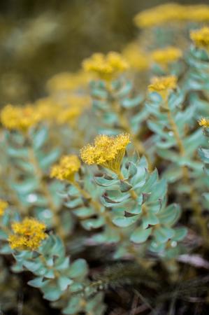 Rozchodnice růžová (Rhodiola rosea)