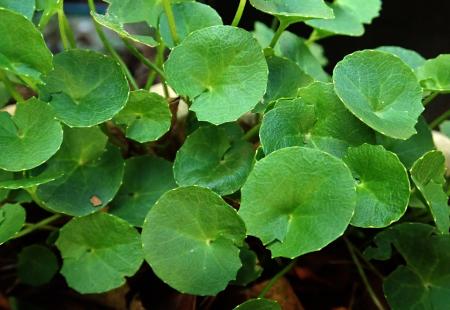 Gotu kola (Centella asiatica)