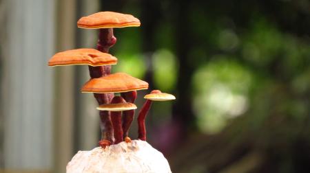 Reishi – Lesklokorka lesklá (Ganoderma lucidum)