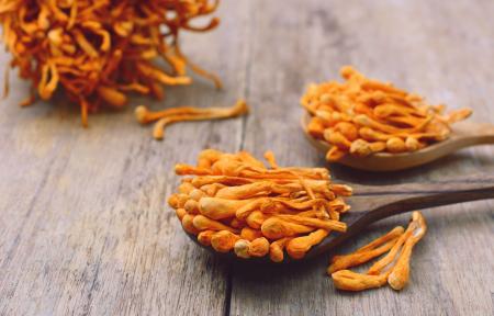 Cordyceps (Cordyceps sinensis)