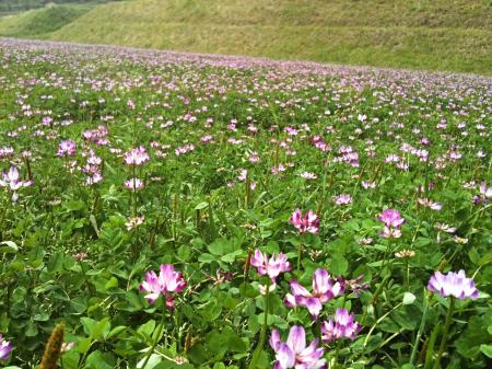 Astragalus - Kozinec blanitý