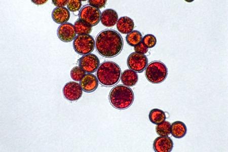 Astaxanthin: Poznejte jeden z nejsilnějších přírodních antioxidantů Astaxanthin: Poznejte jeden z nejsilnějších přírodních antioxidantů