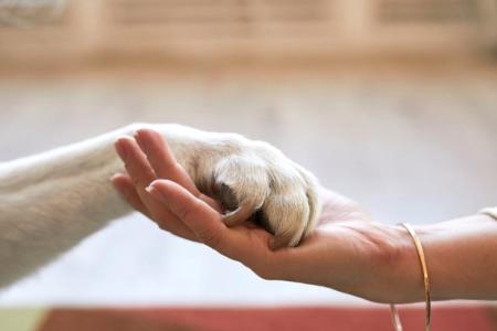 Zdravý životní styl u zvířecích mazlíčků? Plná miska nestačí Zdravý životní styl u zvířecích mazlíčků? Plná miska nestačí
