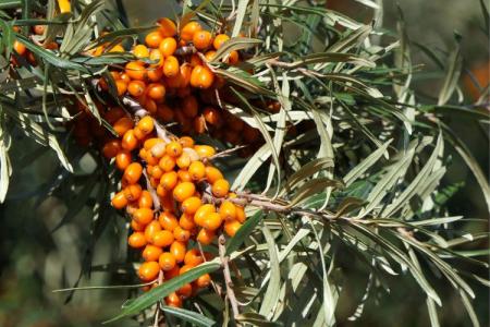 Rakytník řešetlákový (Hippophae rhamnoides L.)