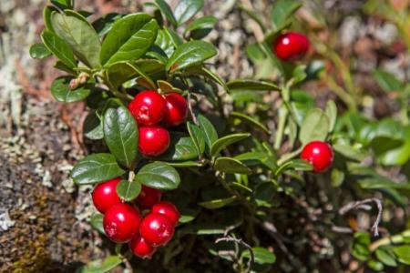 Brusinka – Vaccinium vitis-idaea L.