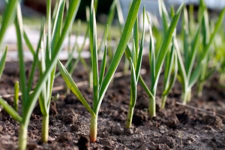Česnek kuchyňský – Allium sativum L.