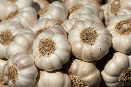 Česnek kuchyňský – Allium sativum L.