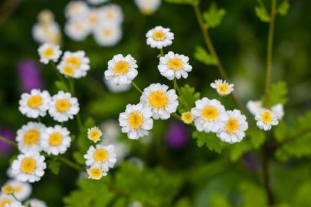 Kopretina řimbaba (Tanacetum parthenium)