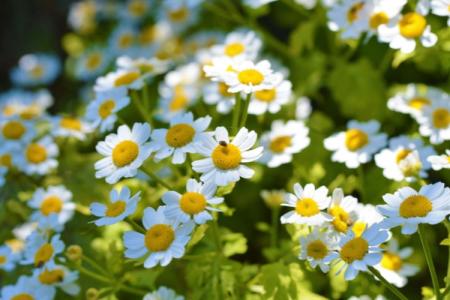 Kopretina řimbaba (Tanacetum parthenium)