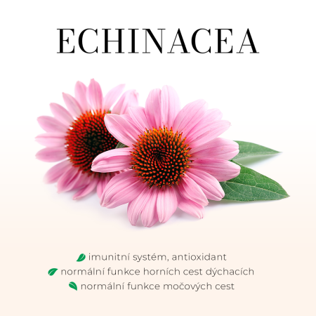 Echinacea