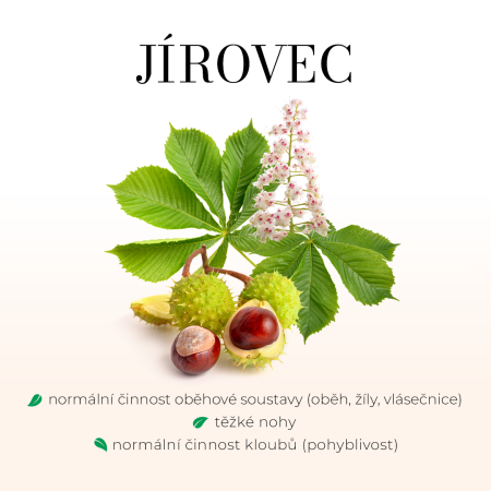 Jírovec