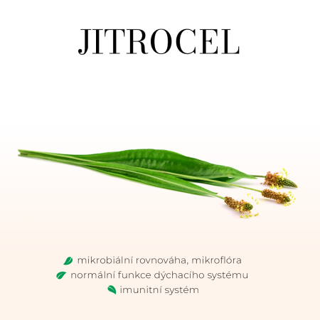 Jitrocel