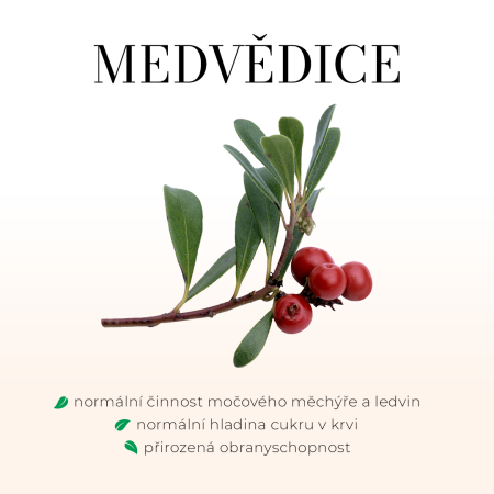 Medvědice